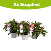 Rhododendron Hybrid Collection in 15cm pots x3