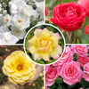 Rose Garden Glamour Bare Root Collection x 5