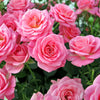 Rose Garden Glamour Bare Root Collection x 5