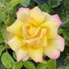 Rose Garden Glamour Bare Root Collection x 5