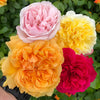 Old English Shrub Rose Bare Root Collection x5