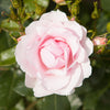 Old English Shrub Rose Bare Root Collection x5