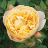 Old English Shrub Rose Bare Root Collection x5