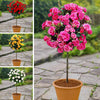 Patio Standard Rose Bare Root Collection x4