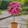 Patio Standard Rose Bare Root Collection x4