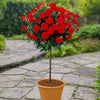 Patio Standard Rose Bare Root Collection x4
