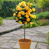 Patio Standard Rose Bare Root Collection x4