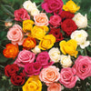 Rose Hybrid Tea Bare Root Collection x5