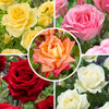 Rose Hybrid Tea Bare Root Collection x5