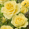 Rose Hybrid Tea Bare Root Collection x5
