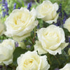 Rose Hybrid Tea Bare Root Collection x5