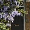 Wisteria Amethyst Falls in a 15cm pot
