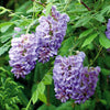 Wisteria Amethyst Falls in a 15cm pot