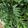 Evergreen Hardy Fern Collection in 9cm pots x3
