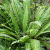 Evergreen Hardy Fern Collection in 9cm pots x3