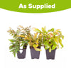 Evergreen Hardy Fern Collection in 9cm pots x3