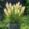 Pair of Cortaderia Tiny Pampa in 2L pots
