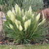 Pair of Cortaderia Tiny Pampa in 2L pots