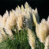 Pair of Cortaderia Tiny Pampa in 2L pots
