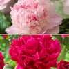Fragrant & Magical Peony Collection x 4