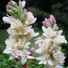 Polianthes tuberosa 'The Pearl' bulbs x10
