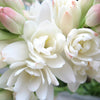 Polianthes tuberosa 'The Pearl' bulbs x10