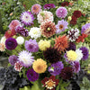 Dahlia Hybridisers Mix Tubers x10