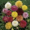 Dahlia Hybridisers Mix Tubers x10
