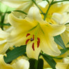 Premium Skyscraper Giant Lily Collection x15 bulbs & 100g Fertiliser