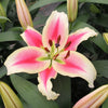 Premium Skyscraper Giant Lily Collection x15 bulbs & 100g Fertiliser