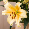 Premium Skyscraper Giant Lily Collection x15 bulbs & 100g Fertiliser