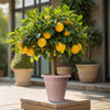 Citrus Lemon in a 4L pot
