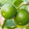 Citrus Lime Tree in a 4L pot