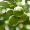 Citrus Lime Tree in a 4L pot