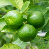 Citrus Lime Tree in a 4L pot