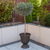 Olive Tree Standard in a 18cm pot