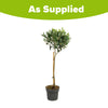 Olive Tree Standard in a 18cm pot