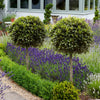 Pair of Standard Bay Trees 70-80cm