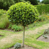 Pair of Standard Bay Trees 70-80cm