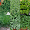 Essential Herb Collection plug plants x36