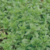 Essential Herb Collection plug plants x36
