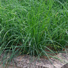 Essential Herb Collection plug plants x36