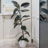 Ficus elastica Robusta (Rubber Plant) in a 17cm pot