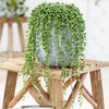 Senecio rowleyanus in a 14cm hanging pot