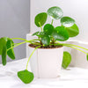 Pilea peromioides in a 12cm pot