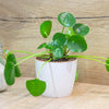 Pilea peromioides in a 12cm pot