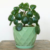 Pilea peromioides in a 12cm pot